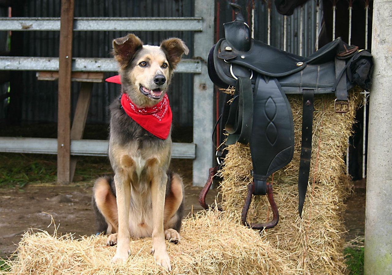 Quem Atirou no Nick em The Ranch? Explicação Completa